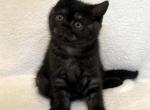 Tobby - British Shorthair Kitten For Sale - 