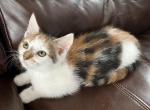 Daisy - Domestic Kitten For Adoption - Vancouver, WA, US