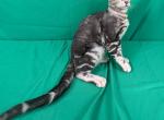 Kiara - Bengal Kitten For Sale - 