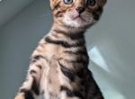 Mufasa - Bengal Kitten For Sale - 