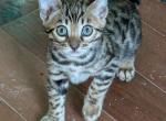 Simba - Bengal Kitten For Sale - 