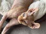 Cactus - Sphynx Kitten For Sale - New York, NY, US