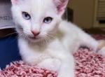 Kovi - Siamese Kitten For Adoption - 