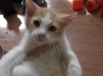 Fox - Domestic Kitten For Sale - 