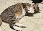 Zeus - Domestic Cat For Adoption - Ellicott City, MD, US