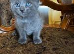 Smoky - Chartreux Kitten For Sale - 