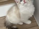 Princess - Domestic Kitten For Sale - Vancouver, WA, US