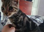 Nightshade - American Shorthair Kitten For Sale - Philadelphia, PA, US