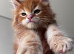 Maine Coon NOV Garret - Maine Coon Kitten For Sale - Brooklyn, NY, US