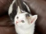 Tomy - Colorpoint Shorthair Kitten For Sale - Vancouver, WA, US