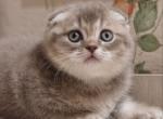 Flesh Scottish - Scottish Fold Kitten For Sale - Brooklyn, NY, US