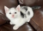 Bob - American Shorthair Kitten For Sale - Vancouver, WA, US