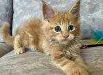 Maine Coon NOV Northern Bear - Maine Coon Kitten For Sale - Brooklyn, NY, US