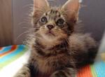 Maine Coon Alva Jinnie - Maine Coon Kitten For Sale - Brooklyn, NY, US