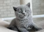 British EM NY Zorro kitten is in NY - British Shorthair Kitten For Sale - Manorville, NY, US