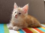 Maine Coon EZ Changbin - Maine Coon Kitten For Sale - Manorville, NY, US