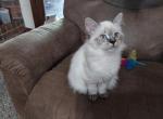 Fancy - Ragdoll Kitten For Sale - Shawnee, OK, US