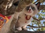 Gryffindor - Snowshoe Kitten For Sale - Houston, TX, US