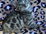 Brown Spotted Female - Bengal Kitten For Sale - 