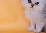 Cinderella Scottish Long Haired - Scottish Straight Kitten For Sale - Miami, FL, US