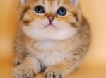 Fiona Scottish Short Haired - Scottish Straight Kitten For Sale - 