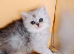 Smith Scottish Long Haired Male - Scottish Straight Kitten For Sale - Miami, FL, US