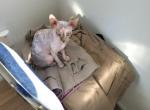 Sphynx meow - Sphynx Kitten For Sale - 