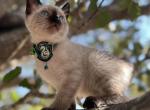 Slytherin - Siamese Kitten For Sale - Houston, TX, US