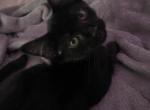 Permiere - Domestic Kitten For Adoption - Lexington, NC, US