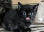 B - American Longhair Kitten For Adoption - Snohomish, WA, US