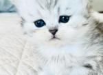 Ronny - Scottish Straight Kitten For Sale - 