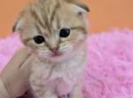 Leon - Scottish Fold Kitten For Sale - Philadelphia, PA, US