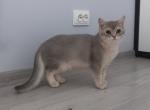 Timmi British Shorthair male blue golden shaded - British Shorthair Kitten For Sale - Miami, FL, US