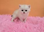 Coconut - Scottish Straight Kitten For Sale - Philadelphia, PA, US