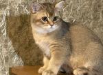 Tayson British Shorthair male black golden shaded - British Shorthair Kitten For Sale - Miami, FL, US