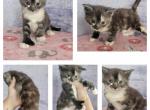 Poly female girl - Maine Coon Kitten For Sale - Monroe, MI, US