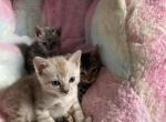 Rubin - Bengal Kitten For Sale - 