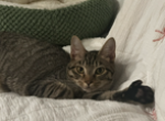 Mochi - Domestic Kitten For Adoption - Raleigh, NC, US