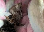 Ramble on Rose - Bengal Kitten For Sale - 