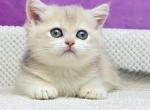 Dasha British - British Shorthair Kitten For Sale - Manorville, NY, US