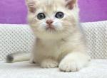 Dambo British - British Shorthair Kitten For Sale - Manorville, NY, US