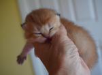 Kris - Scottish Fold Kitten For Sale - Pensacola, FL, US