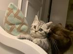 Marie - Scottish Straight Kitten For Sale - 