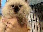 Lollipop - Ragdoll Kitten For Sale - 