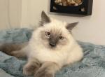 Theo - Ragdoll Kitten For Sale - 