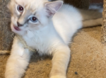 Daisey - Balinese Kitten For Sale - Branson, MO, US