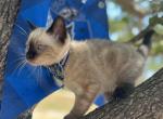 Ravenclaw - Siamese Kitten For Sale - Houston, TX, US