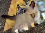 Hufflepuff - Siamese Kitten For Sale - Houston, TX, US