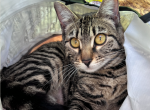 Bella - Bengal Cat For Sale - 