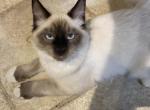 Harley - Balinese Kitten For Sale - Branson, MO, US